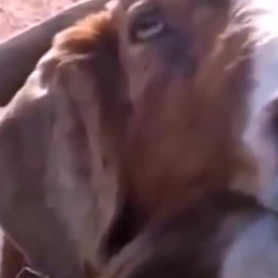 Как разговаривают животные, когда им есть что сказать