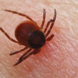 Как вытащить клеща