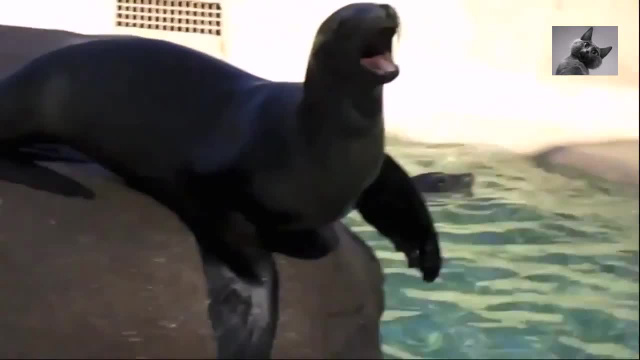 Морской котик-оперный певец - Как разговаривают животные, когда им есть что сказать
