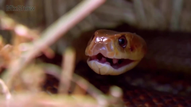 Чем опасен прибрежный тайпан - Самые опасные змеи на планете
