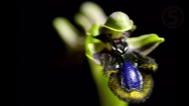 Орхидея - обманщица - Самые хитрые растения планеты Земля